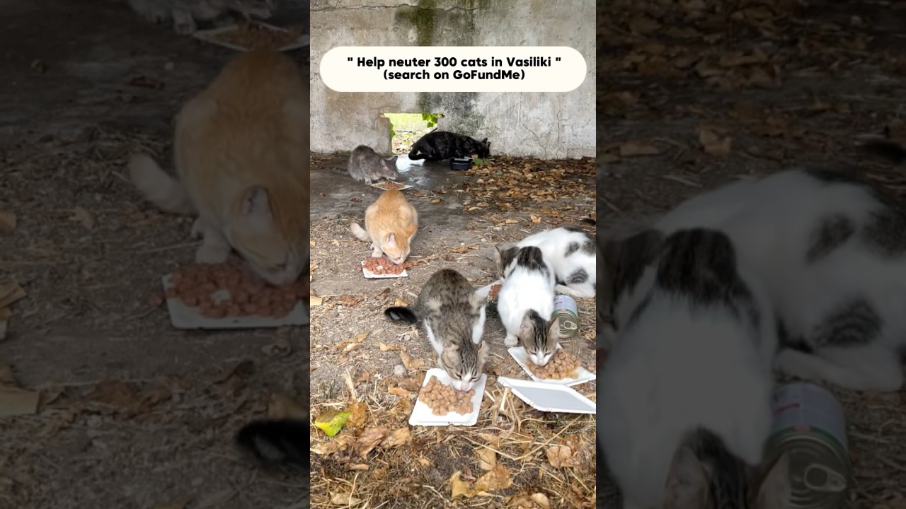https://gofund.me/12b55e353  #lefkada #catshorts #shorts #cat #help