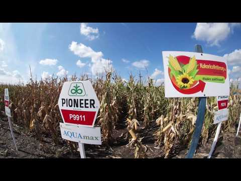 Pioneer P9911 kukorica vetőmag KukoricaVetőmag.hu Kft. 2017