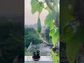 Nethi Beerakaya creeper plant || nethi beerakaya #shorts #short #shortsvideo #shortvideo #shortsfeed
