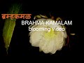 ब्रम्हकमळ - BRAHMA KAMALAM blooming video