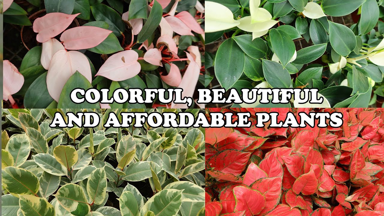 PANGTANGGAL STRESS!!! MAKULAY, MAGANDA, AT ABOT KAYANG PRESYO NG MGA HALAMAN :)