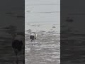 Black-bellied Plover 5-9-26
