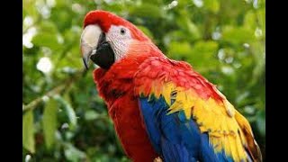 Parrot feeding on a branch | Beautiful Macaw