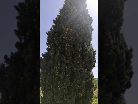 تدعى ب سروة عين الزراقط عمرها اكثر من ماية وخمسين عام