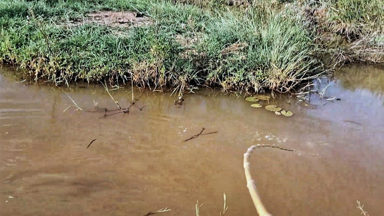 Pescaria caipira, deu trabalho esse gigante, foi jogar o trato e a tilapia encostou no poço