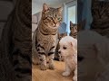 #funny #cat #pets #funnycats #kids #kidsvideo #kidsvideo #cute #cute #animals #talkingcat