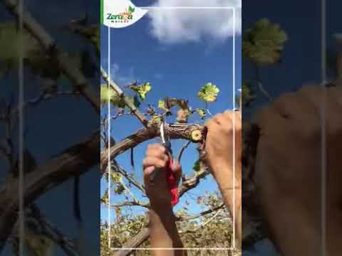 أفضل طريقة لتقليم عنب صنف كريمسون