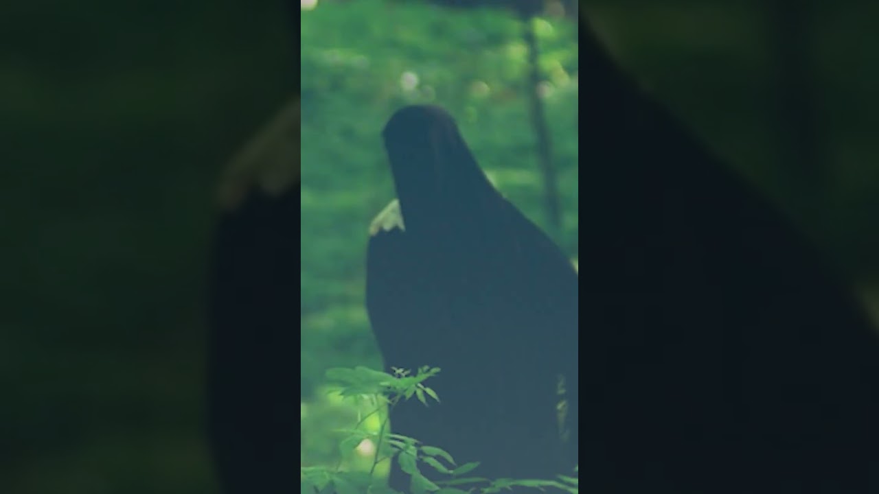 Brigette Mars, founding member of American Herbalist Guild, talks about Saint Hildegard von Bingen