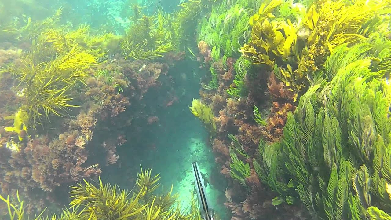 Spearfishing Portsea Victoria YouTube