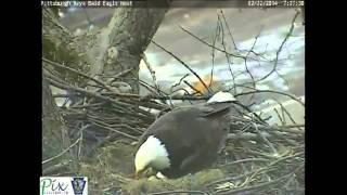 Pittsburgh Hays bald eagle second egg Hays Bald Eagles Lay Second Egg