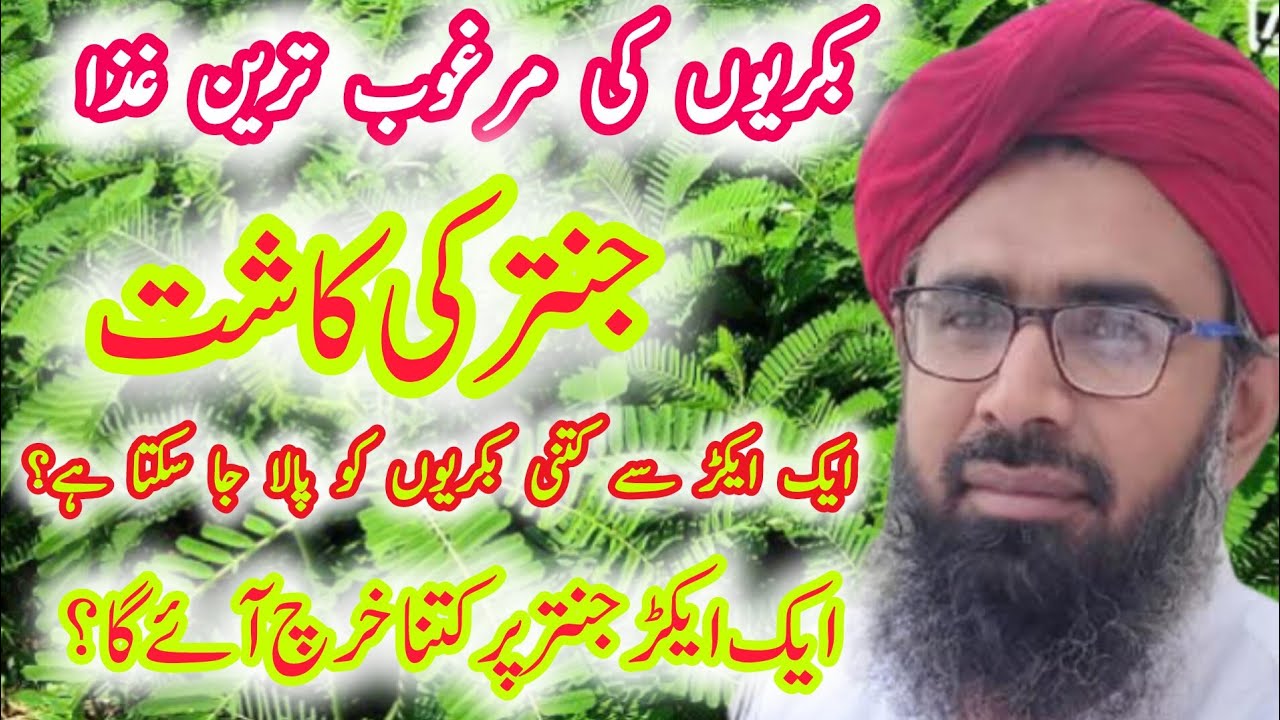 Jantar Ki Kasht Kaise Karein  #goatdiet#animals#feed