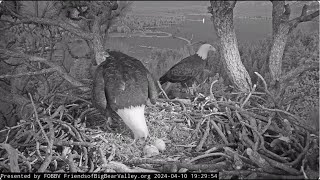 Shadow and Jackie's evening at the nest FOBBV CAM Big Bear Bald Eagle Live Nest - Cam 1