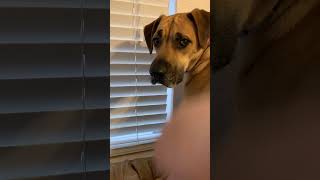 Ask daddy to open the window Net Worth
