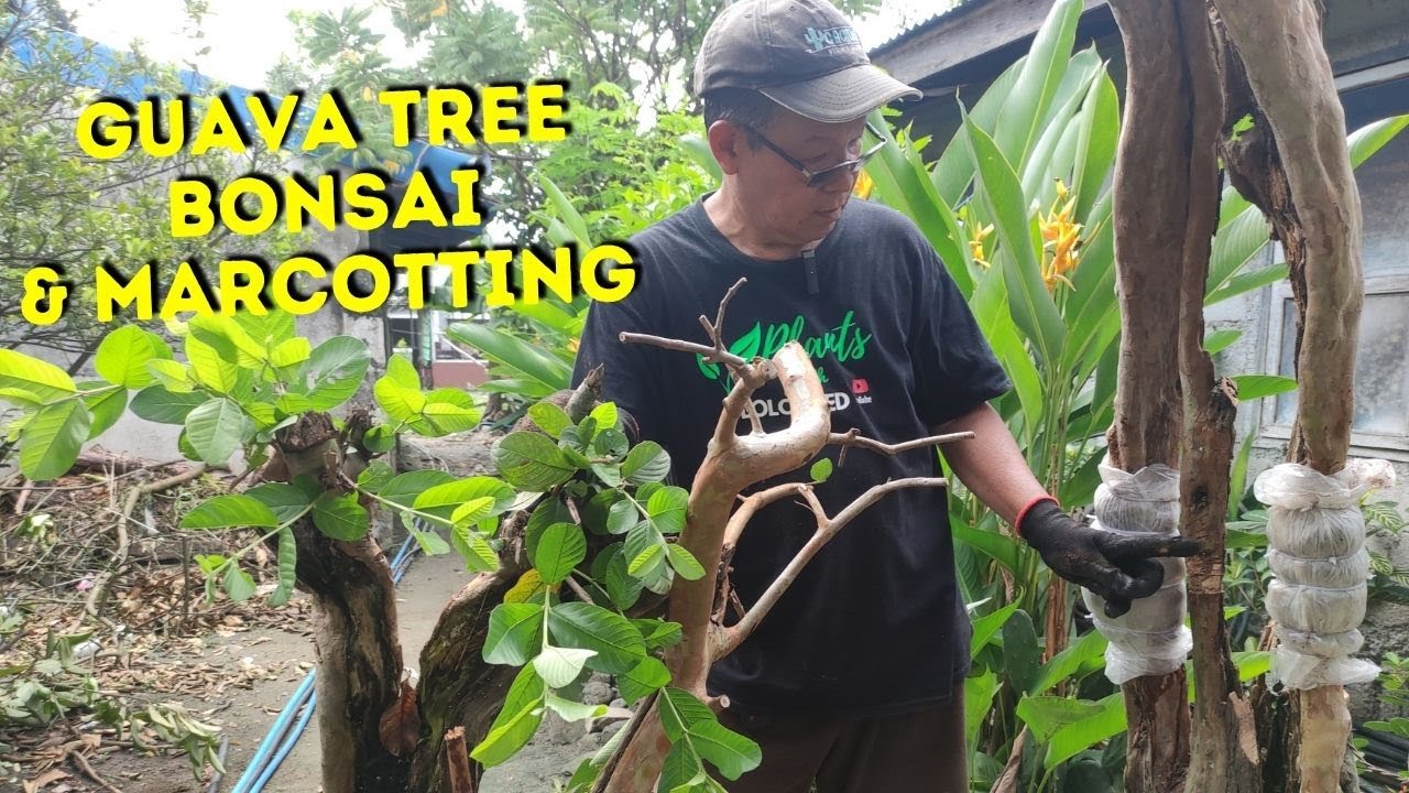 Guava Bonsai Tree Marcotting Guava Tree YouTube