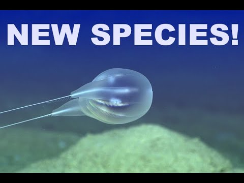 New Deep Sea Species Discovered by Underwater Exploration Scientists