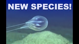 New Deep Sea Species Discovered by Underwater Exploration Scientists