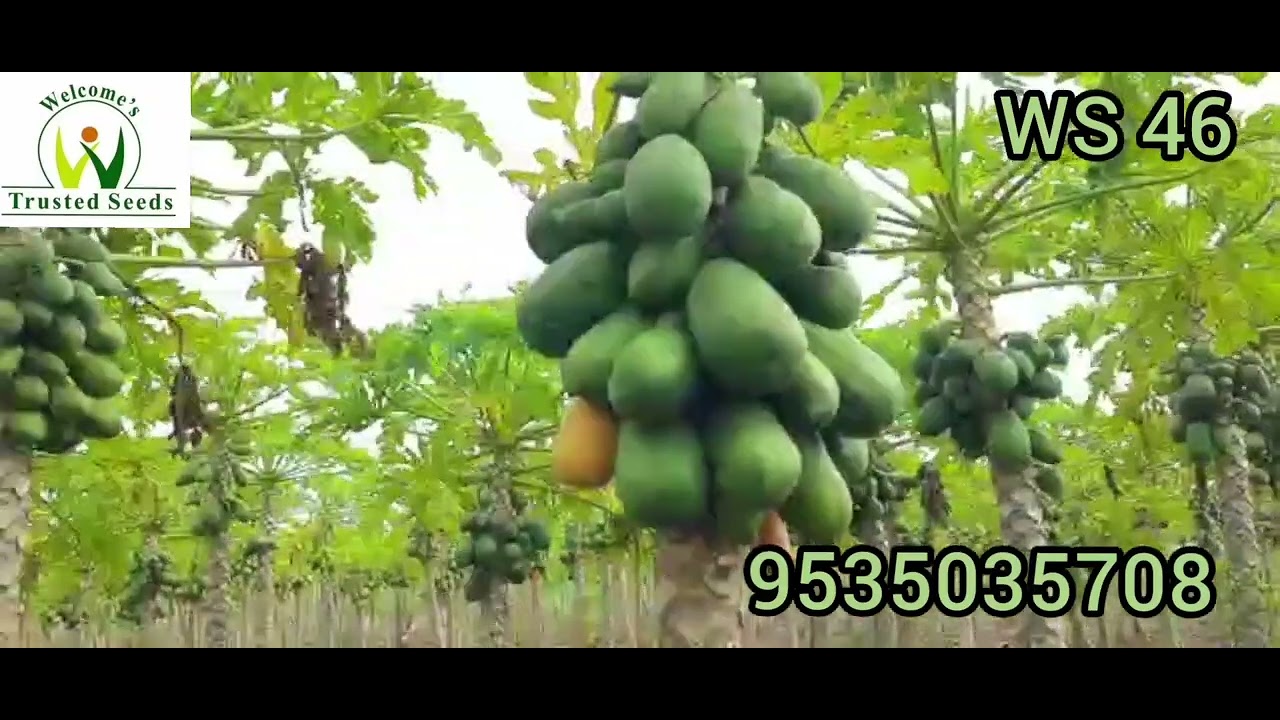 Papaya WS 46, 15 month old crop ,Ananthpur Andhra Pradesh November 2022