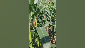 gà rừng mã cực đẹp. qaib qus daj zoo nkauj