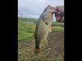 Fishingflyfishingtilapiawildman hunting and outdoors pmb