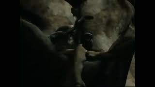 The Future Is Wild Northern Forest - 200 Millions Years Into Future