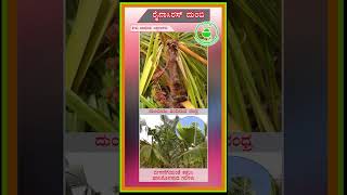 Coconut Rhinoceros Beetle Management