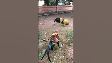 Qaib dib daj zoo nraug 2024