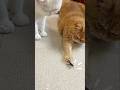 これなに？クワガタVS猫の結末が可愛すぎるw #エキゾチックショートヘア #shorts