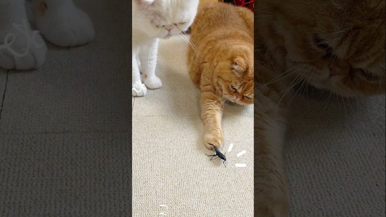 これなに？クワガタVS猫の結末が可愛すぎるw #エキゾチックショートヘア #shorts