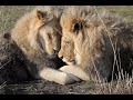 Cuddling Lions  Обнимающиеся львы