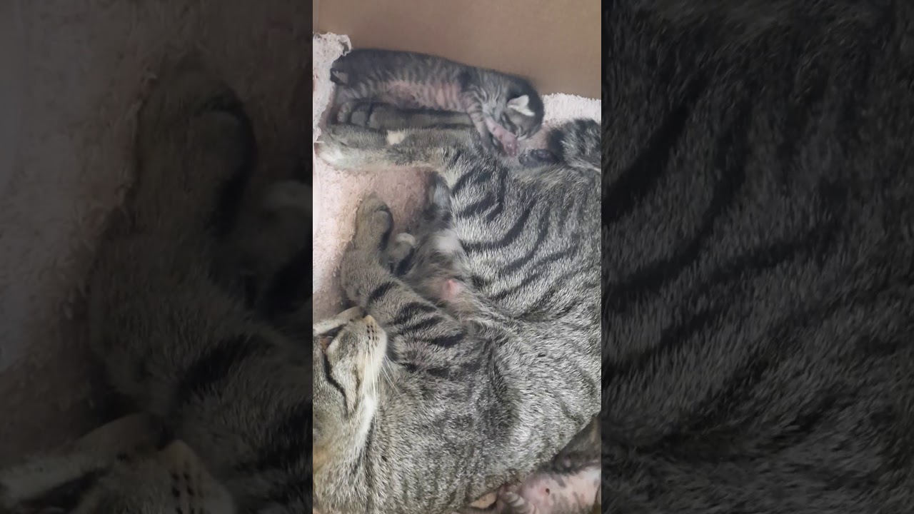 Kucing Bersalin Dan Anak Terakhir Songsang Youtube
