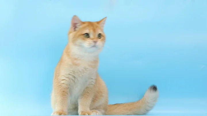 Video 10712351: british shorthair black golden