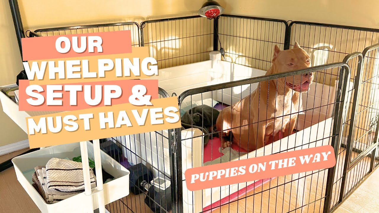 WHELPING MUST HAVES | PREPARING FOR A LITTER OF PUPPIES - YouTube