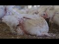 Cambia por los pollos