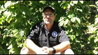 Using Home Grown Hops in your Beer