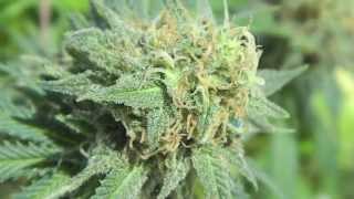 Weed Walk Eps.21