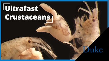 Tiny Crustacean Redefines Ultrafast Movement