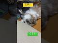 #宝探し #くるり #jpop #jpops #jpopsong #music #musicsong #musicvideo #shihtzus #shihtzugram #shihtzu #癒し