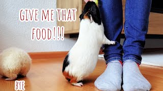 I Have a Guinea Pig Problem: They Dont Listen to me