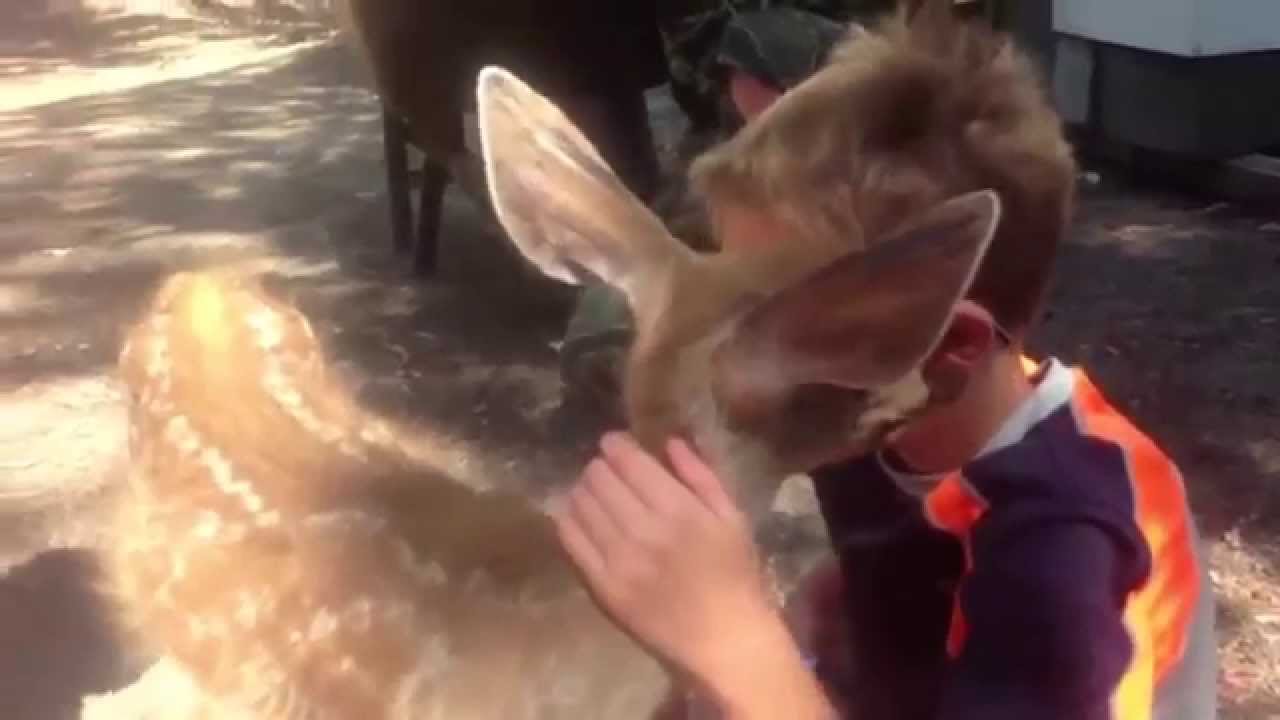 Funny Deer Videos 2015 | Funny Animals Compilation 2015 New