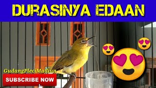 Pleci dakun wilis roll tembak  ‼️ Durasi edan