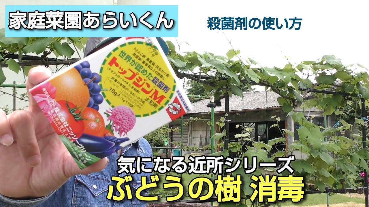 【シャインマスカット】第８０回、病気の兆候！？消毒大作戦【気になる近所シリーズ】