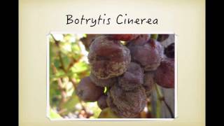 Winecast: Bordeaux, Part II