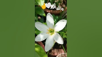اذكار الصباح #اذكار_الصباح #اكسبلور #مقاطع_دينية #حالات_واتس