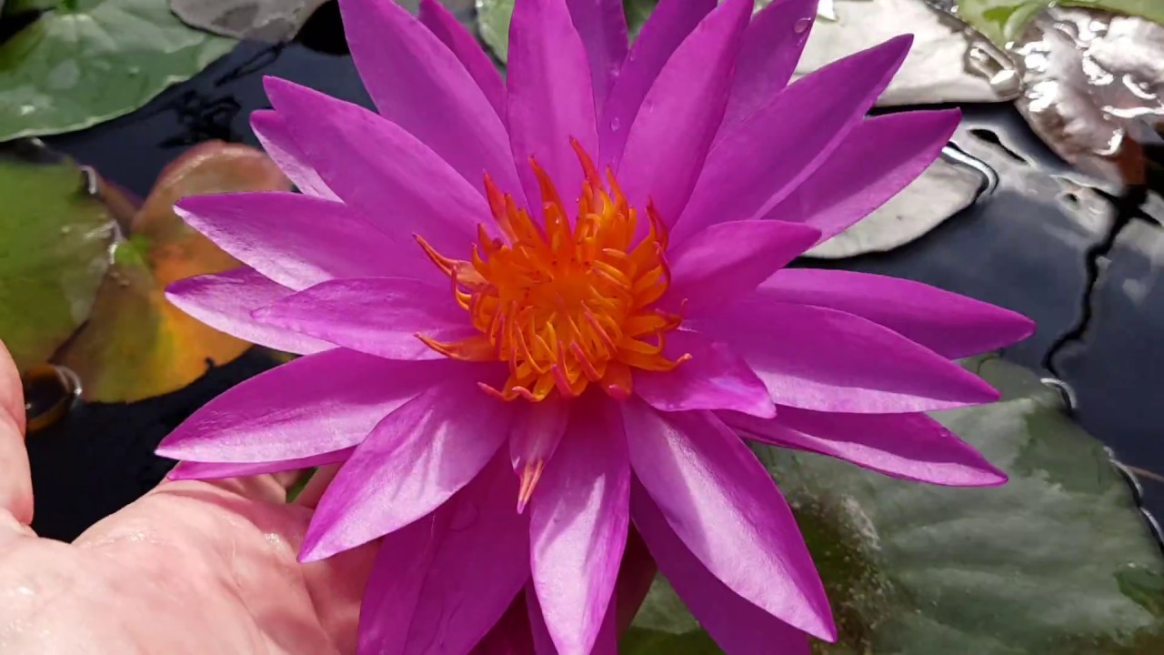 Нимфея Detective Erika (нимфея Детектив Эрика) цветение от  08.09.2018 г. Nymphaea Detective Erika