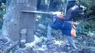 TREE FELLING -chainsaw  safety, West Africa Style