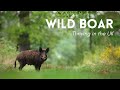 Wild boar thriving in the uk  rewilding