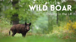 Wild Boar Thriving in the UK!  Rewilding