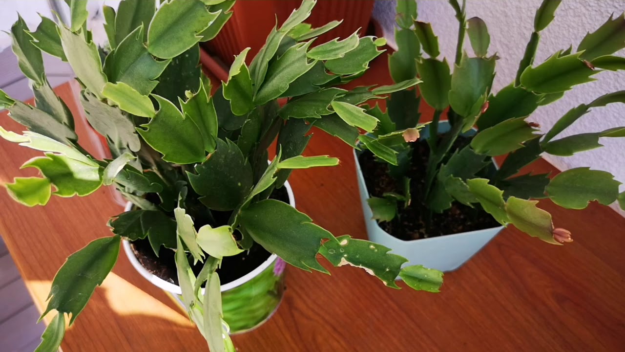 YILBAŞI ÇİÇEĞİMİZ ÇİÇEK AÇMIYORSA NE YAPMALIYIZ? (Çoğaltımı , Sulaması, toprağı)