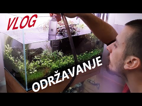 Kako održavam mali biljni akvarijum? Redovno sređivanje / sifoniranje / menjanje vode II VLOG #1