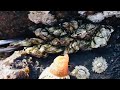 Barnacles cleanup - satisfying (Episode 518)